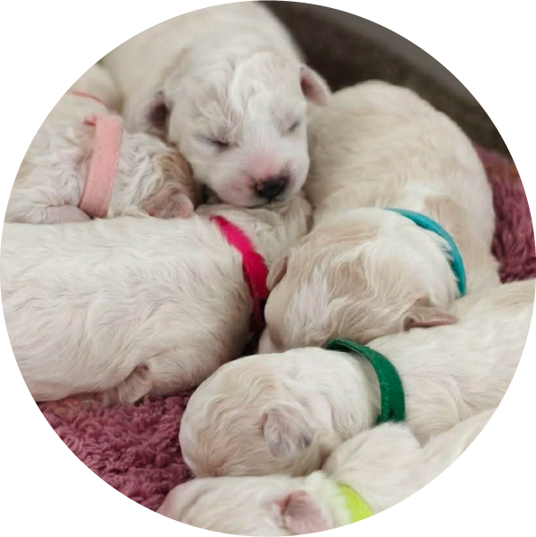 ビションフリーゼの子犬の写真