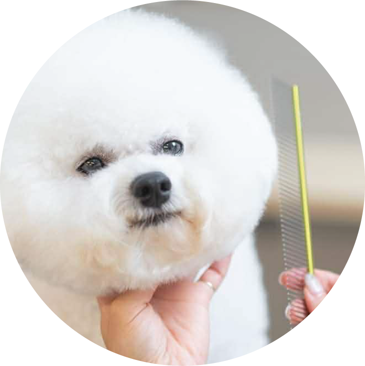 ビションフリーゼの写真